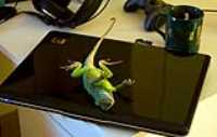 hp_lizard