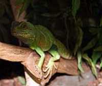lizard_camouflage