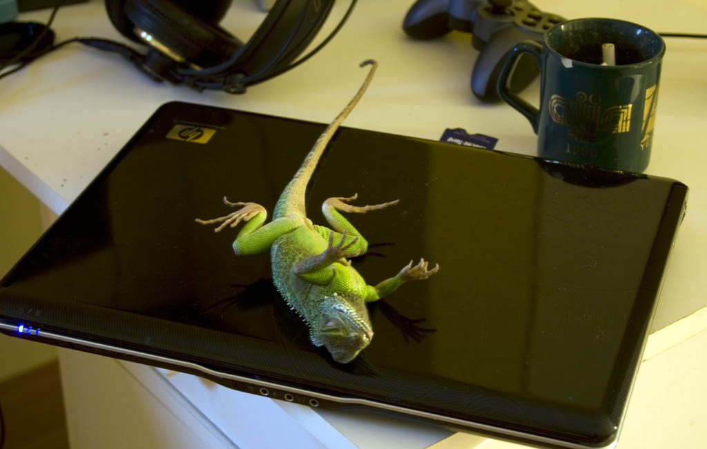 hp_lizard