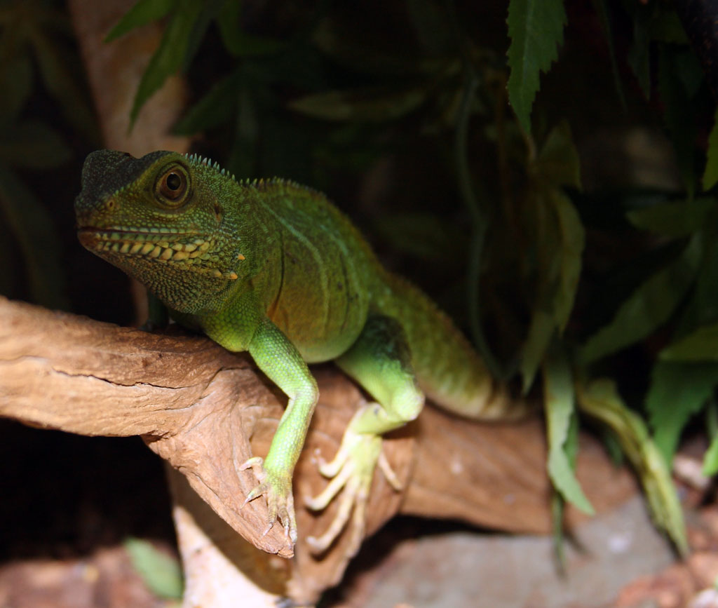 lizard_camouflage