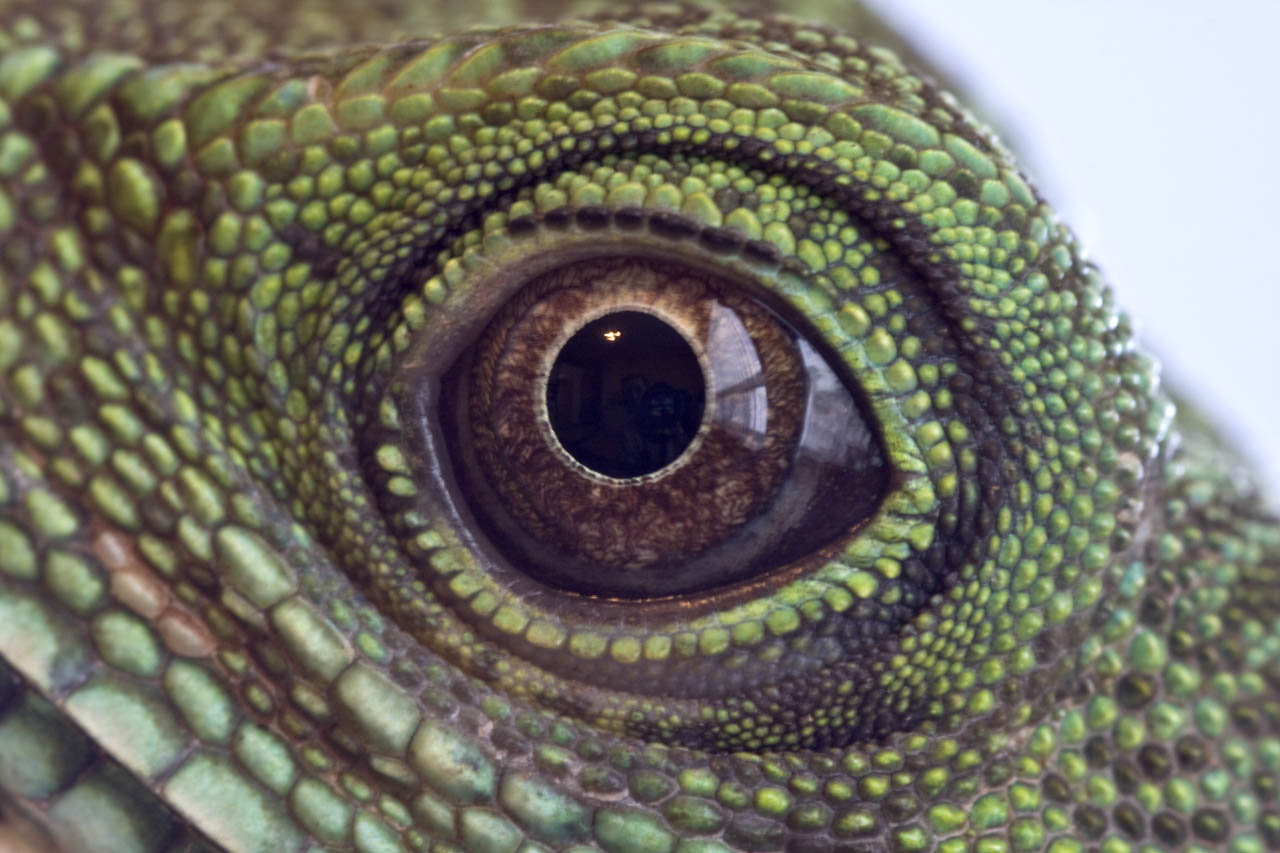 lizard_eye