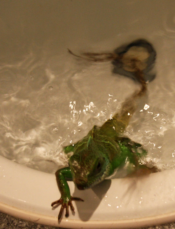 swim_like_a_snake