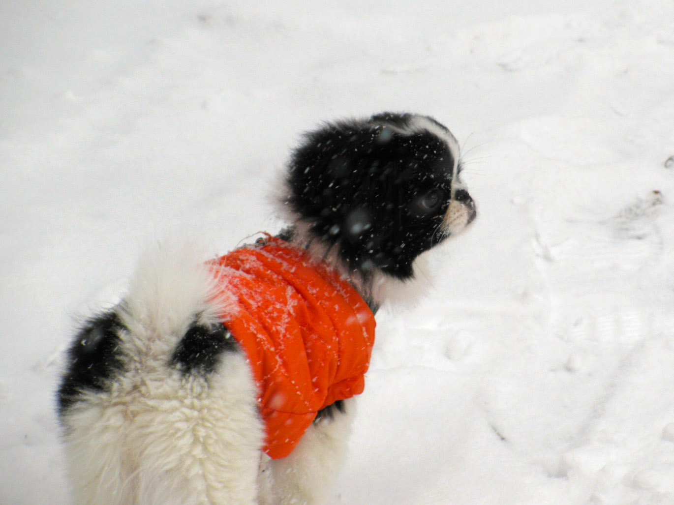 Misso_Neige_1