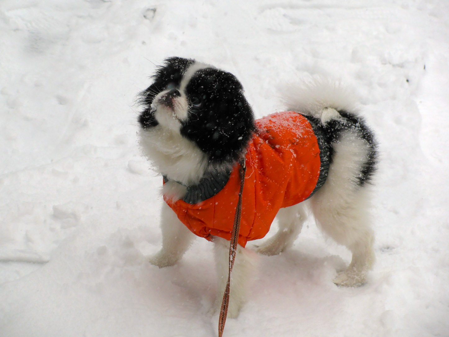 Misso_Neige_3