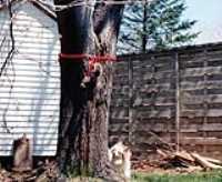 praline_squirrel