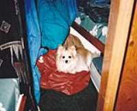 sailor_dog