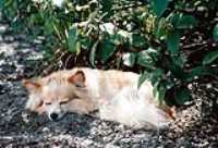 sleeping_praline