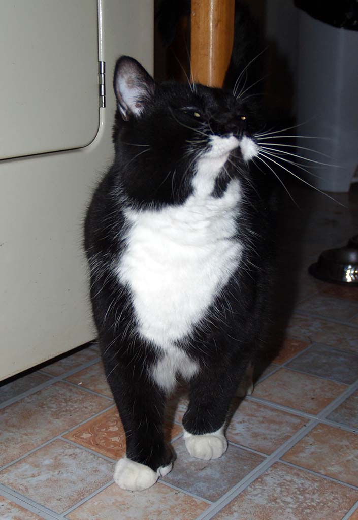 Sissi_minou_fier