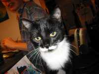 adeline_minou