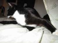 course_minou