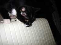 machine_a_ecrire_minou