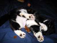 midas_minou_2