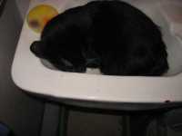 minou_evier
