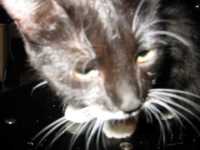 minou_eye