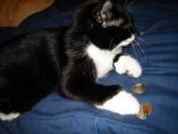 minou_lit_cennts