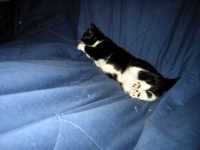 minou_parachute