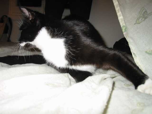 course_minou