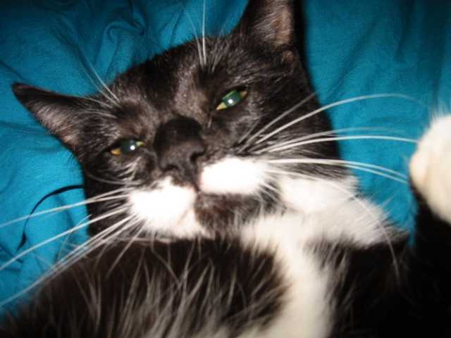 luxe_minou
