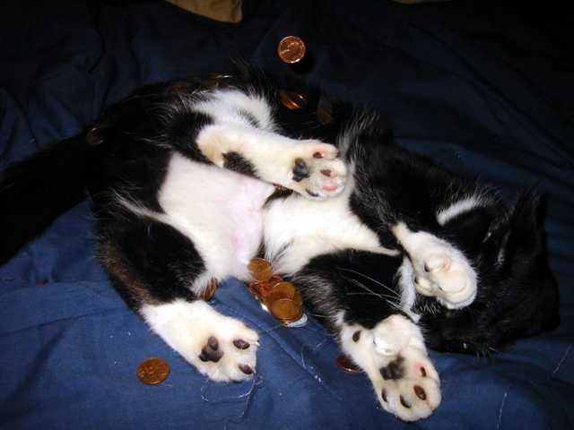 midas_minou_2
