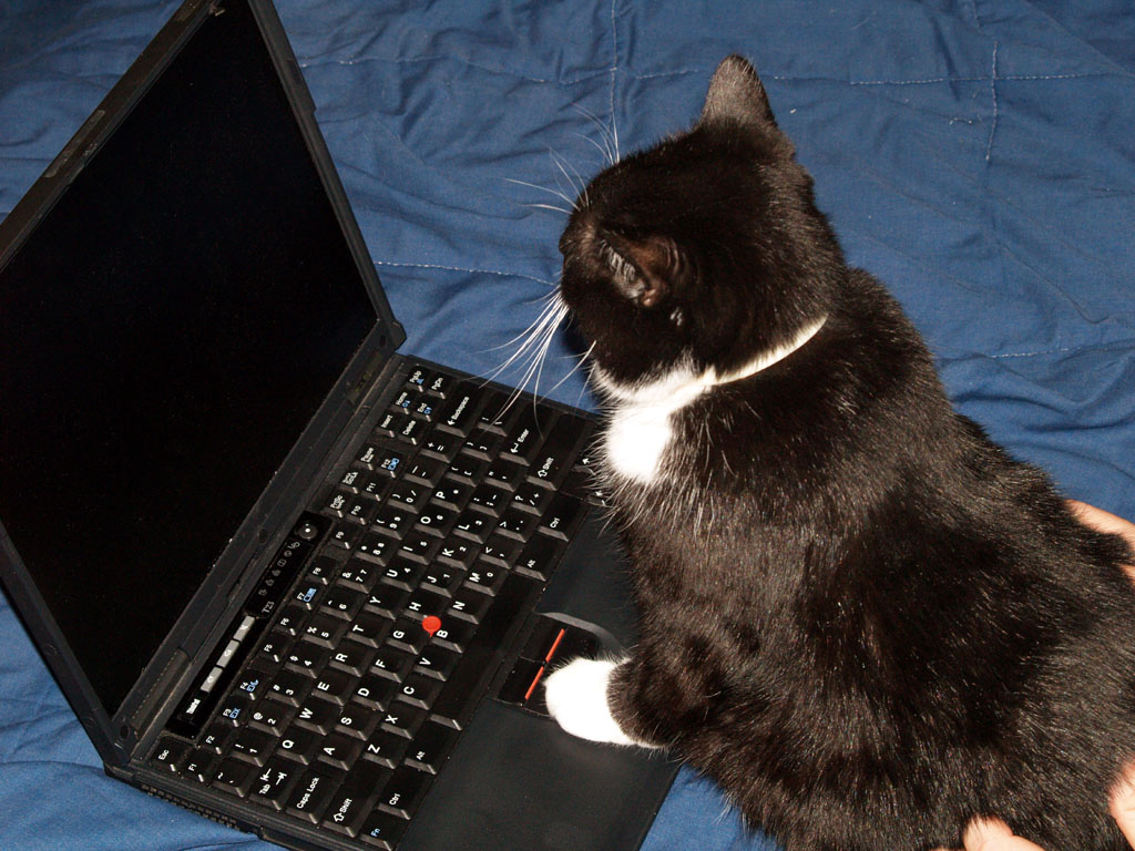 minou_laptop