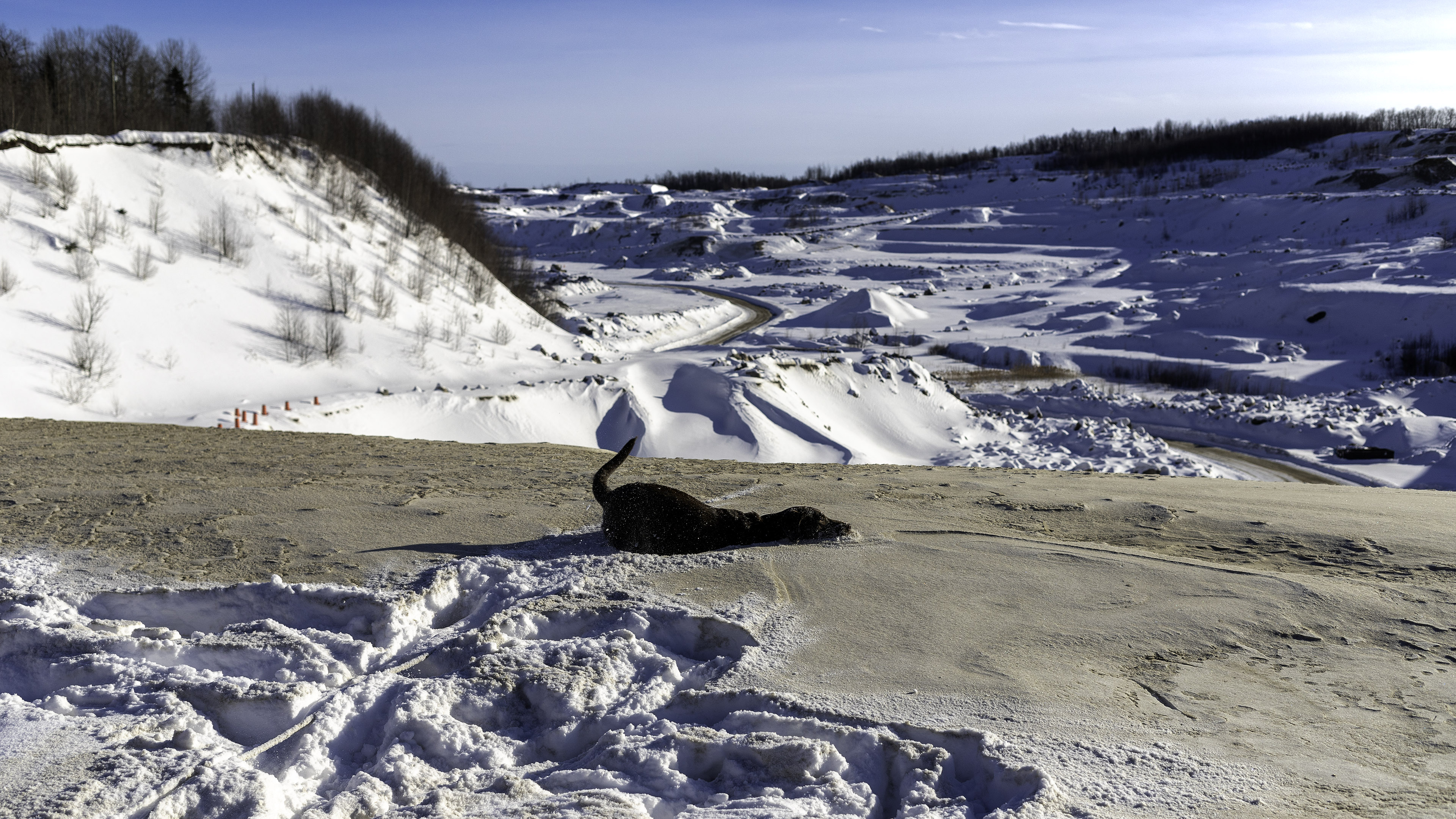 Taiga_mouse_snow_dust