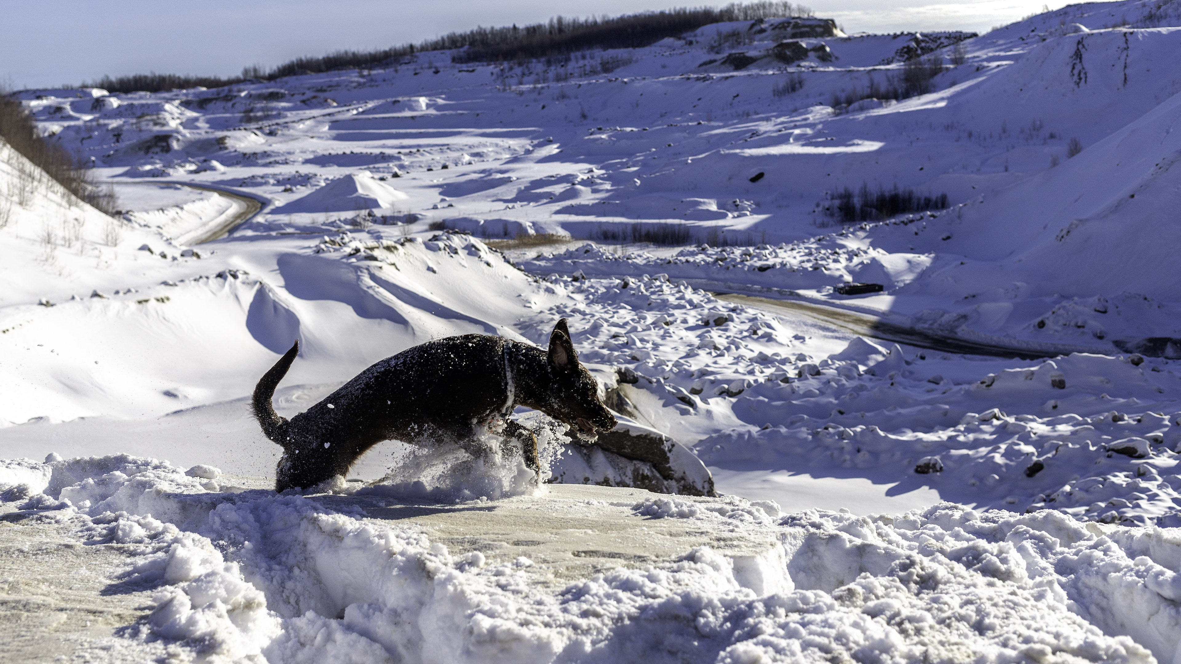 Taiga_watch_jump_snow_dust