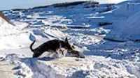 Taiga_watch_jump_snow_dust