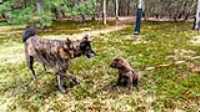 beryl_puppy_day_3_outside
