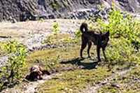 beryl_taiga_quarry