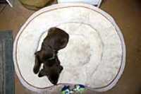 puppy_sleep_bed
