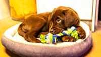 puppy_toy
