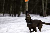 taiga_fetch_disk_catch_air_crop_snow