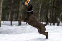 taiga_fetch_disk_catch_air_snatch_snow