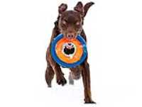 taiga_fetch_snowstorm_field_disc