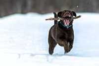 taiga_fetch_snowstorm_field_glad