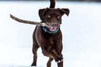 taiga_fetch_snowstorm_field_look