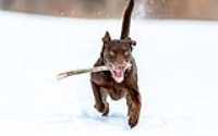taiga_fetch_snowstorm_field_twig