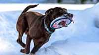 taiga_frisbee_neige_cours_02