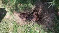 taiga_hole_bed
