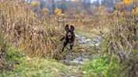 taiga_jump_trail_puddle
