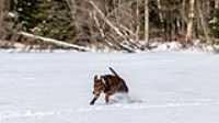 taiga_lake_snow_2