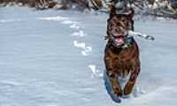 taiga_lake_snow_6