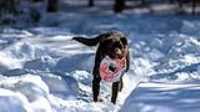 taiga_neige_disc_280mmf4_1