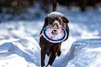 taiga_neige_disc_280mmf4_2