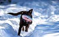 taiga_neige_disc_280mmf4_5