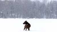 taiga_neige_lac_1