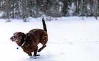 taiga_neige_lac_2