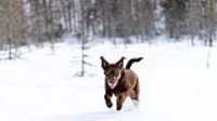 taiga_neige_lac_4
