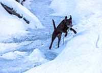 taiga_river_ice_jump_fetch