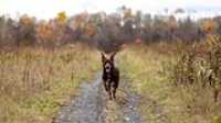 taiga_run_trail_autumn